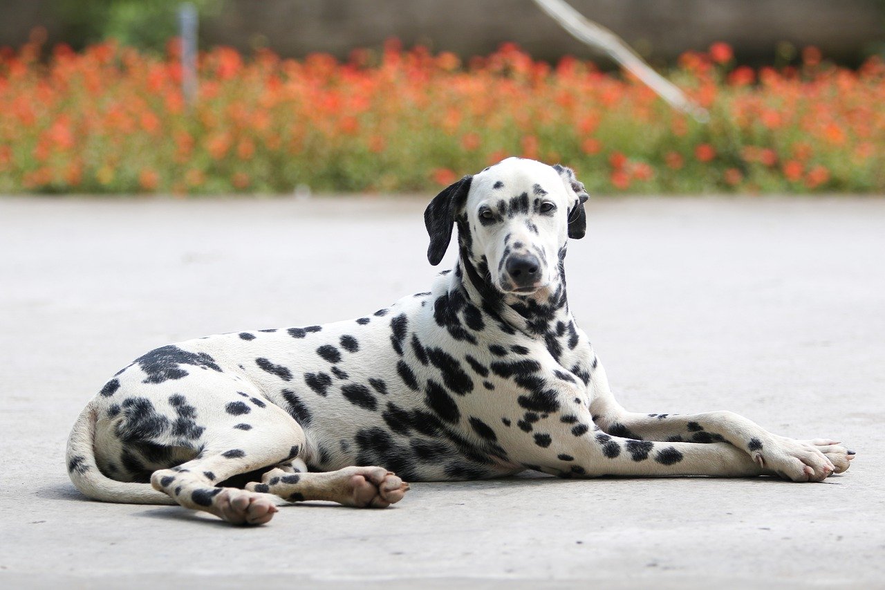 Kosten van een Dalmatiërs-puppy per Amerikaanse regio [2024]