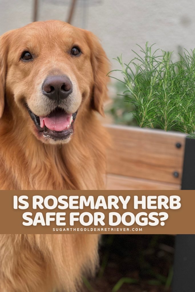 Kunnen honden rozemarijn eten? Is rozemarijnkruid veilig voor honden?