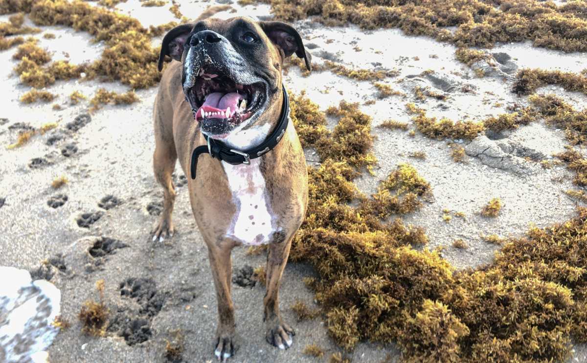 Boxerhond die op het strand glimlacht omringd door zeewier.