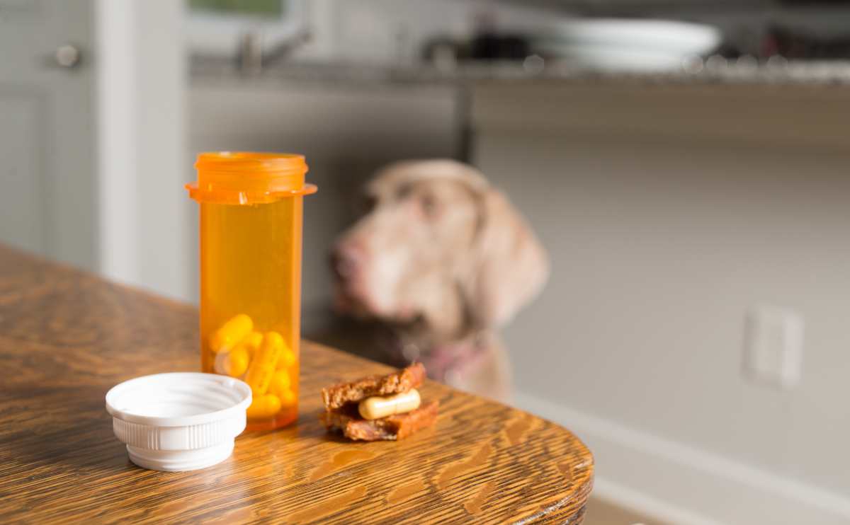 Pillen op toonbank met een pil in een pillenzakje en hond op de achtergrond.