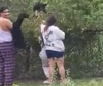 Mensen betrapt en 'lachend' op camera terwijl ze babyberenwelpen uit bomen trekken