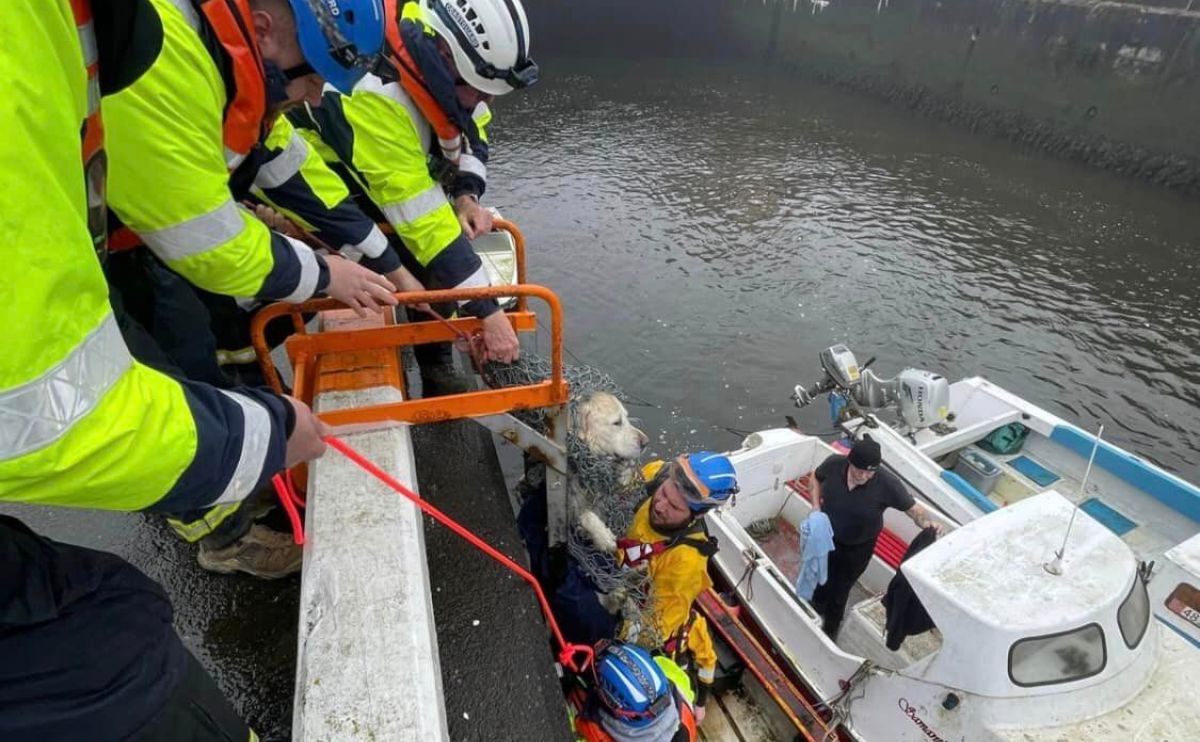 Reddingshonden worden gered door Douglas Coastguard Rescue Team.