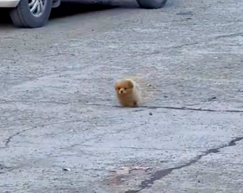 Puppy ter grootte van een handpalm strompelt door de straat op zoek naar een vriendelijk gezicht