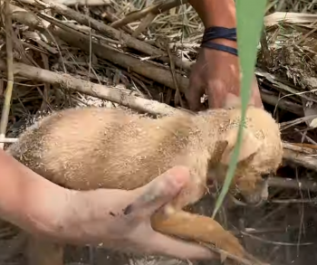 Puppy's werden 'als afval gedumpt' in een verlaten overstromingsgebied, maar er was nog hoop