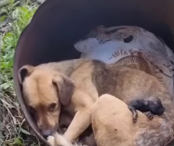 Reddingswerkers waren 'diepbedroefd' toen ze een moederhond zagen huilen om haar 'overleden' baby's