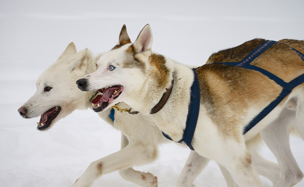 Hijgende paar van lood Seppala Siberische Sledehonden die een hondenslee in een de winterras trekken