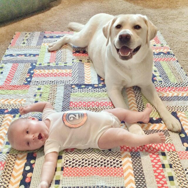 Labrador Retriever met baby