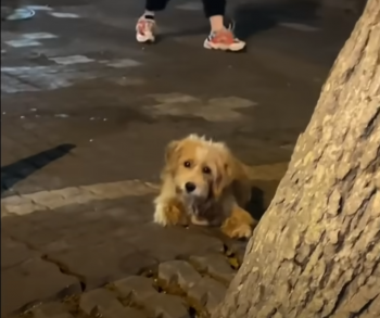 Uitgehongerde 'verdwaalde' pup zit geduldig bij de deur van het restaurant, wacht op eten