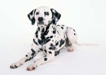 Ultieme Dalmatische puppy-boodschappenlijst: checklist met 23 must-have items