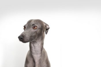 Ultieme Italiaanse Greyhound Puppy-boodschappenlijst: checklist met 23 must-have items
