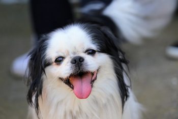 Ultieme Japanse Chin Puppy-boodschappenlijst: checklist met 23 must-have items