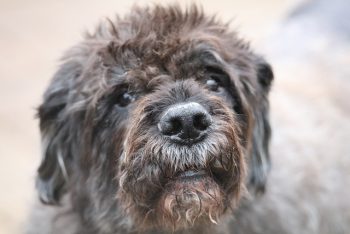 Ultimate Bouvier des Flandres Puppy Shopping List: checklist met 23 must-have items