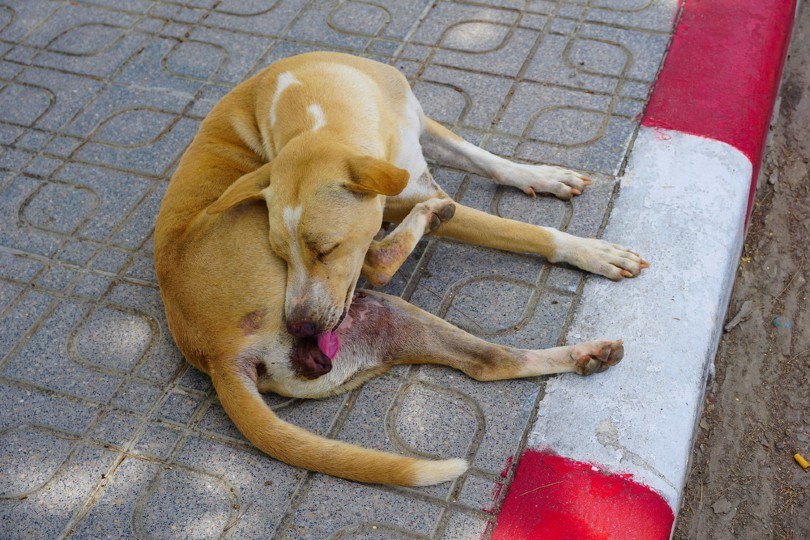 Een vrouwelijke hond reinigt de geslachtsdelen door te likken