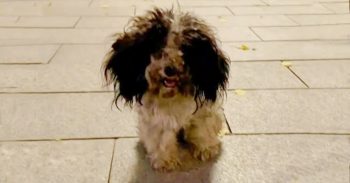 Voetgangers snauwden rommelige hongerige puppy af, maar ze glimlachte en hield vol