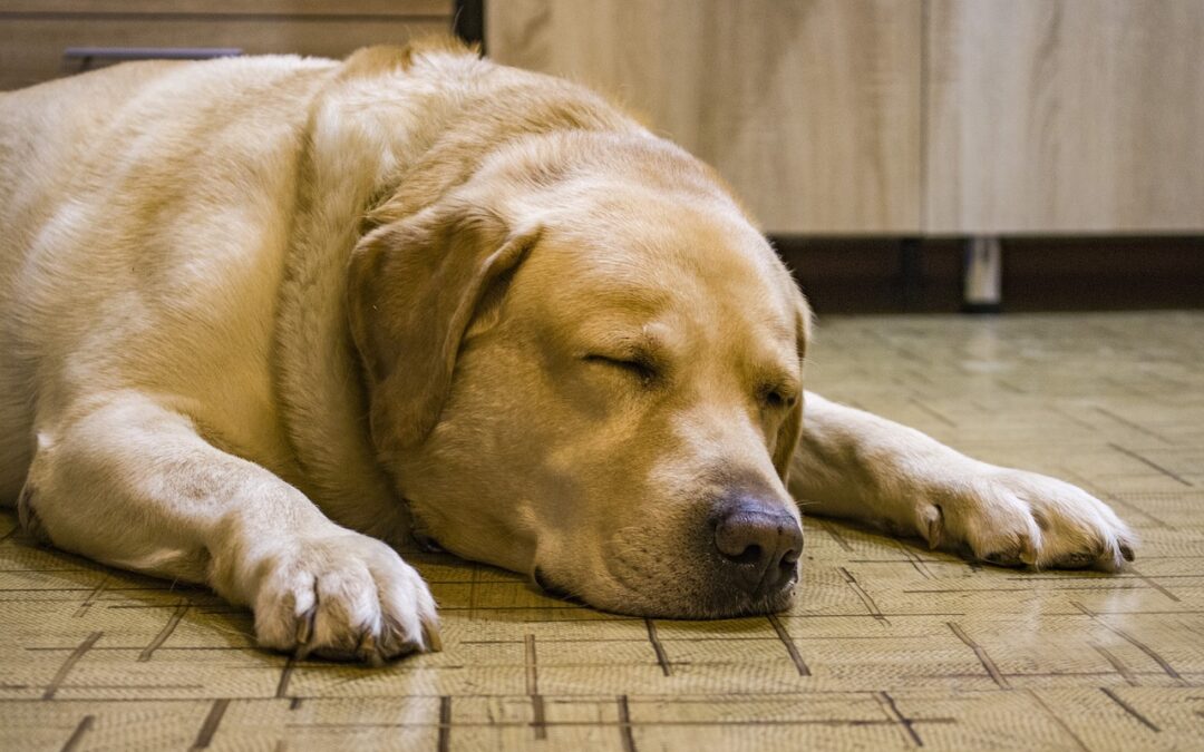 10 hondenrassen die uitblinken in therapeutische omgevingen: ziekenhuizen, scholen en meer