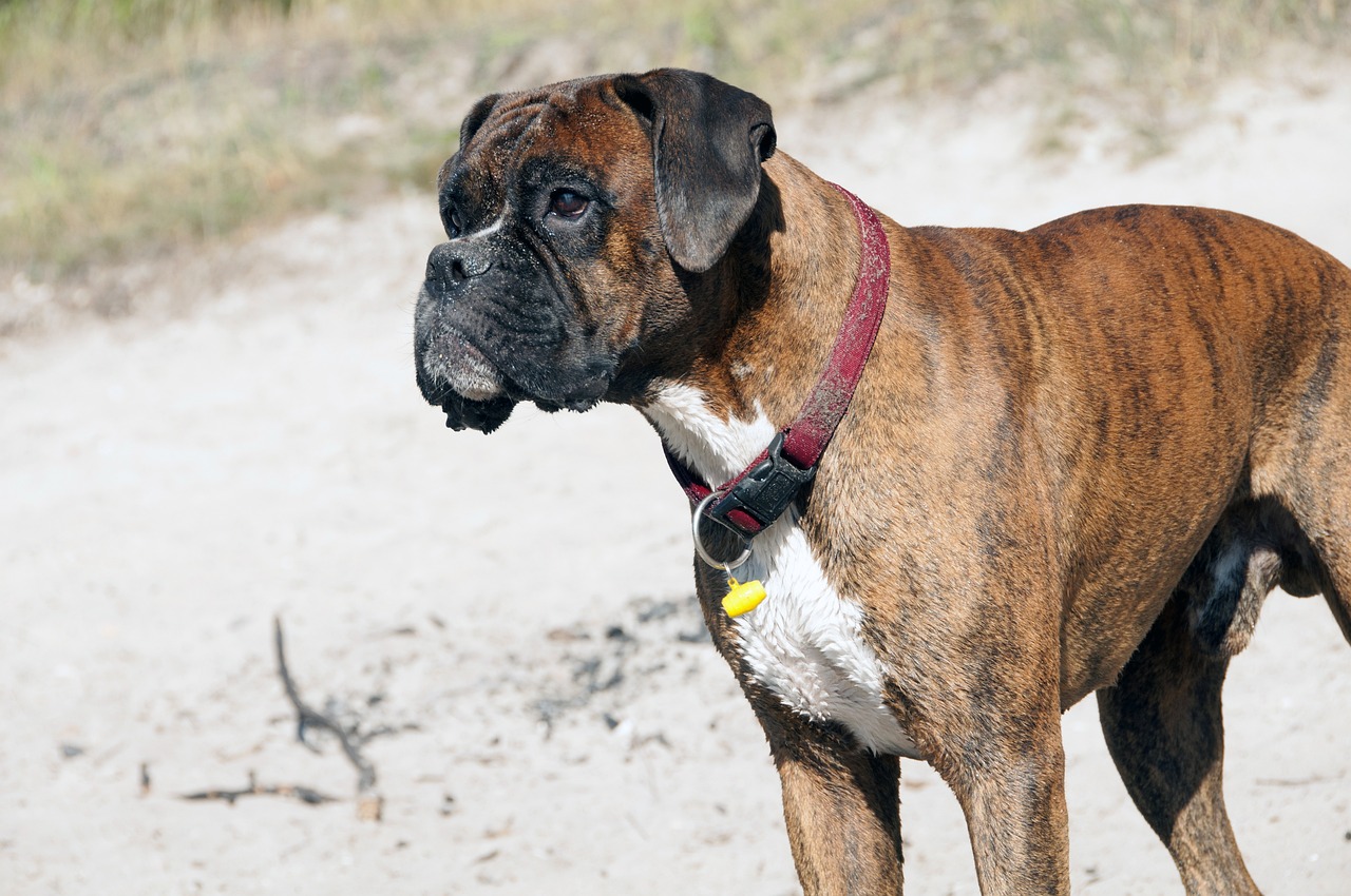 12 beste waakhondenrassen: we tellen de honden af die u veilig houden