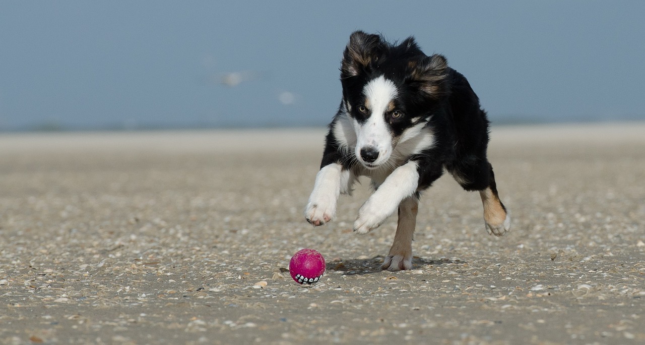 12 meest atletische hondenrassen: we tellen de hoektanden af met ongelooflijke behendigheid