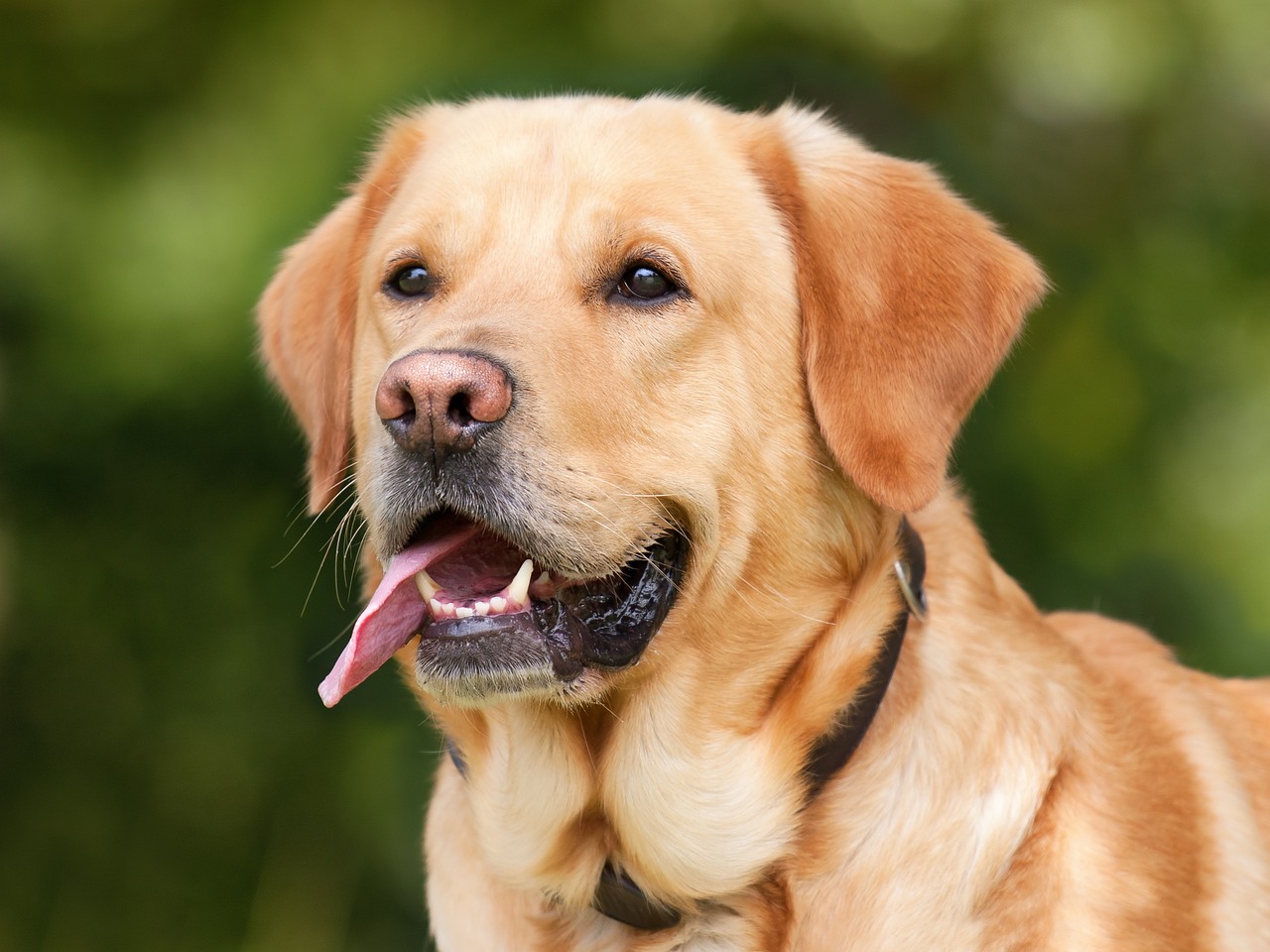 12 meest sociale hondenrassen: we tellen de hoektanden af die graag nieuwe vrienden maken
