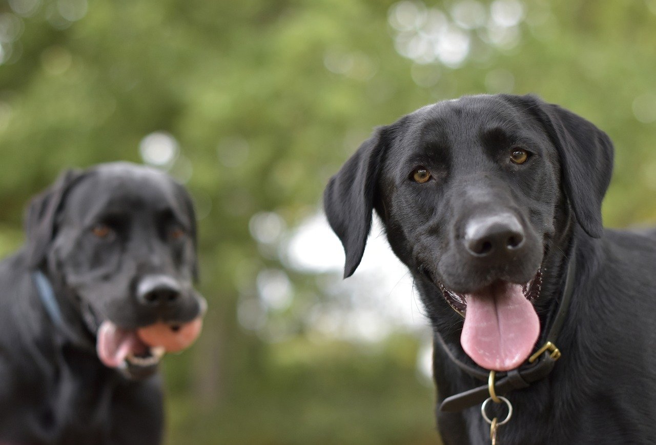 12 meest vindingrijke hondenrassen: we tellen de honden af die elk probleem kunnen oplossen