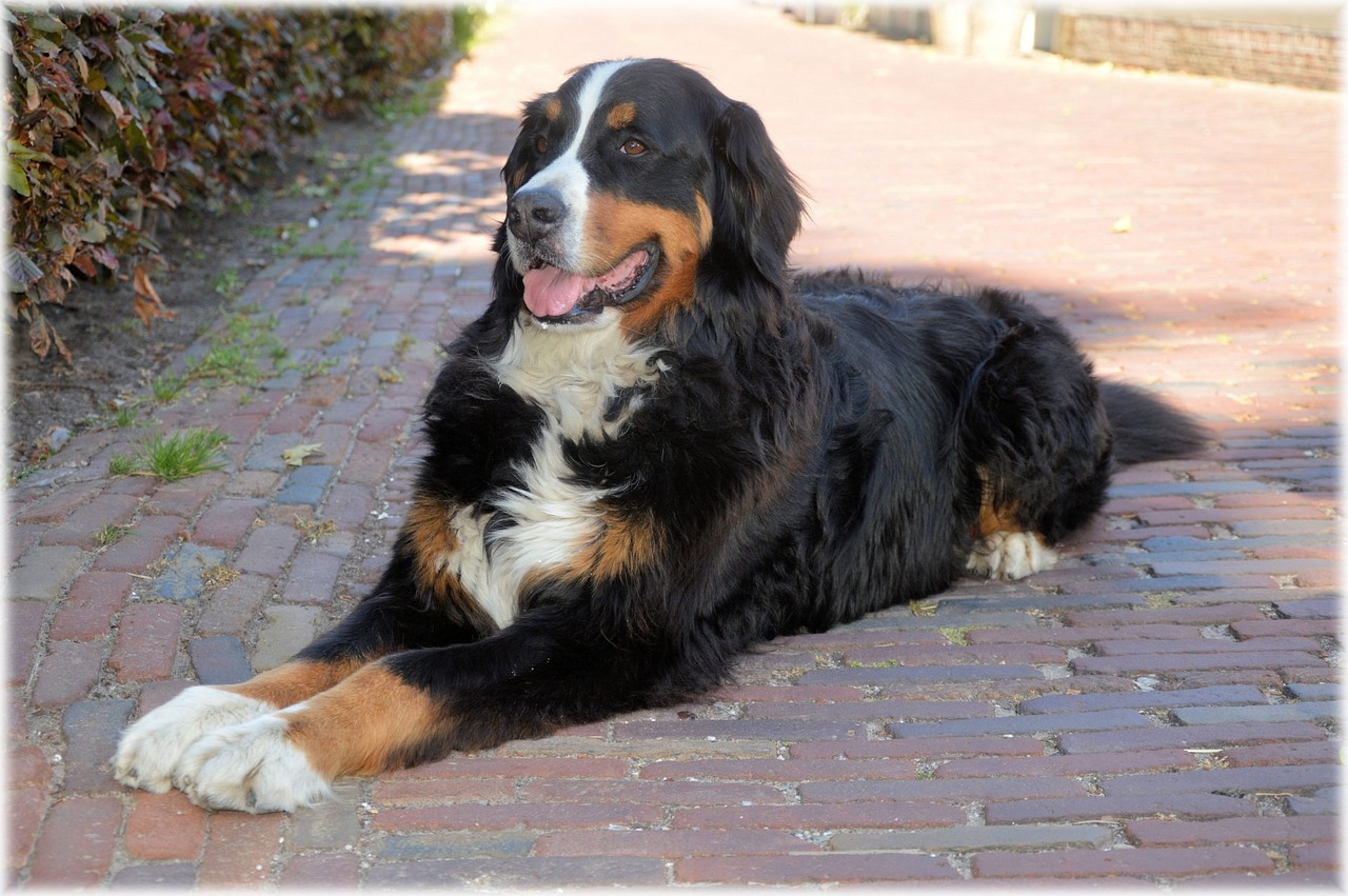 12 meest zachtaardige gigantische hondenrassen: we tellen de honden af die groot maar ongelooflijk lief zijn