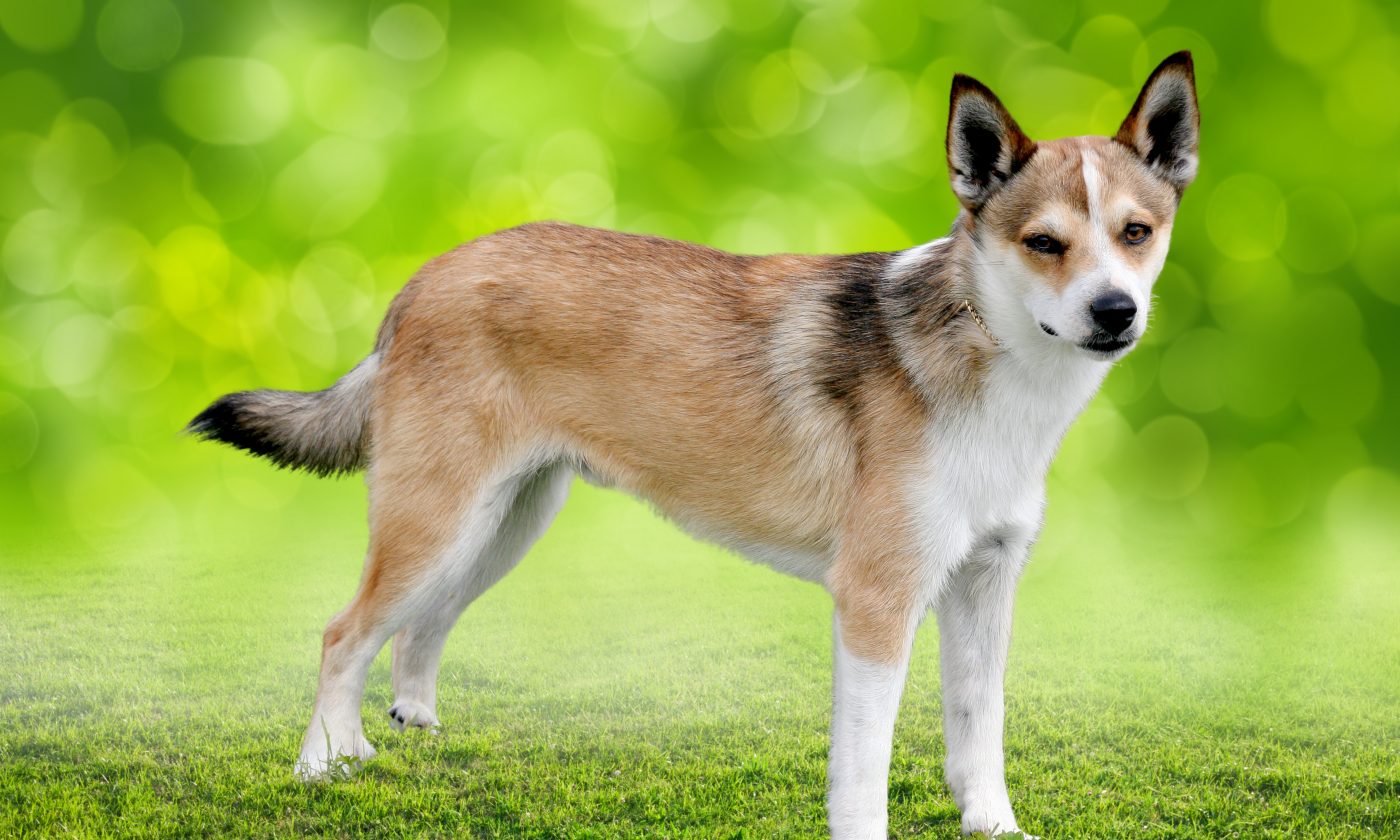 12 meest mysterieuze hondenrassen: we tellen de honden af met een raadselachtige oorsprong