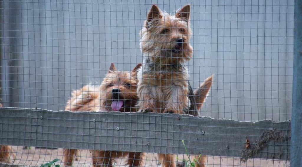 Norwich Terrier redt achter een hek.
