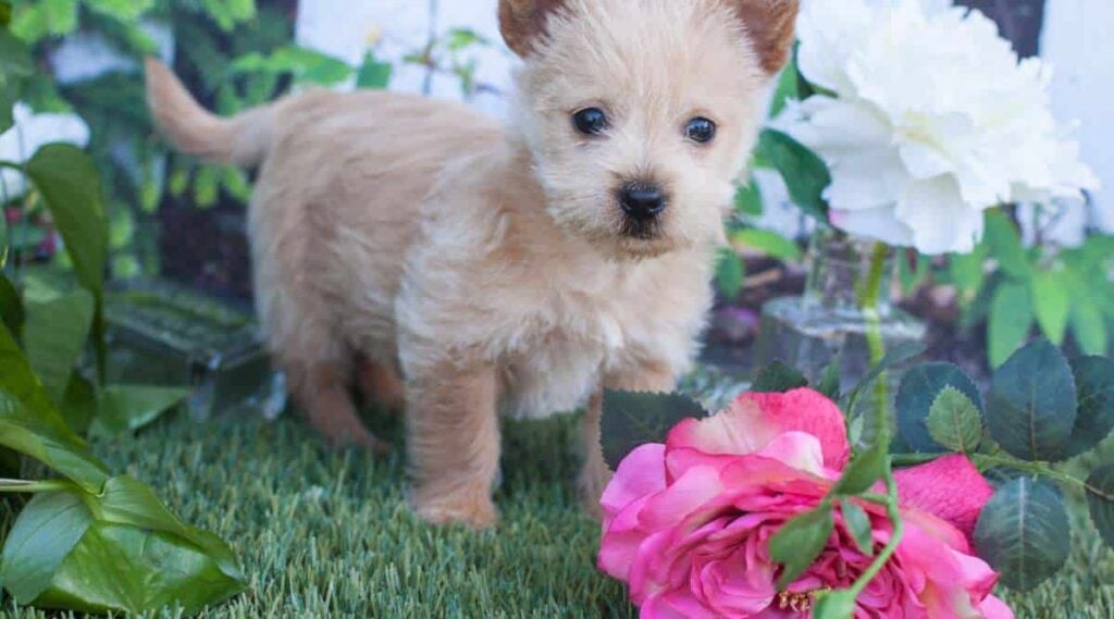 Het puppy van de Terriër van Norwich naast een roze nam in het gras toe.