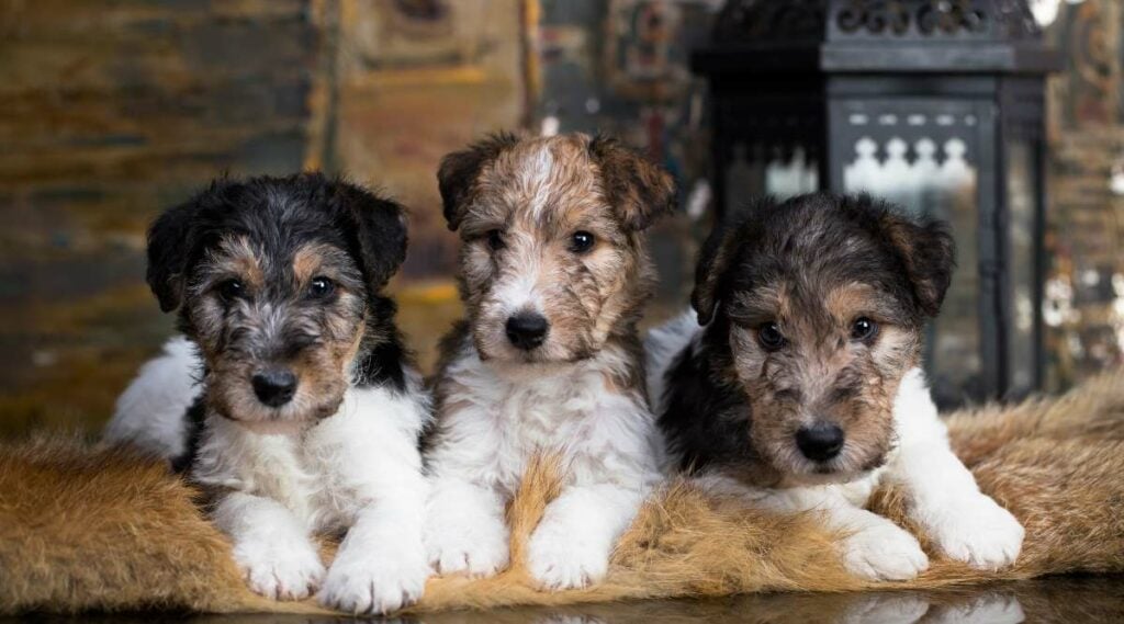 Drie puppy's van de Terriër van de Draadvos zitten.