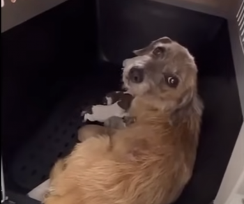 Angstige moederhond verbergt haar nest voor mensen totdat ze zeker is van hun liefde