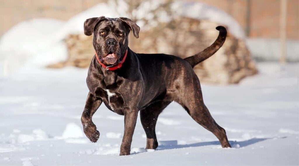 Bruine Cane Corso hond die in sneeuw loopt.