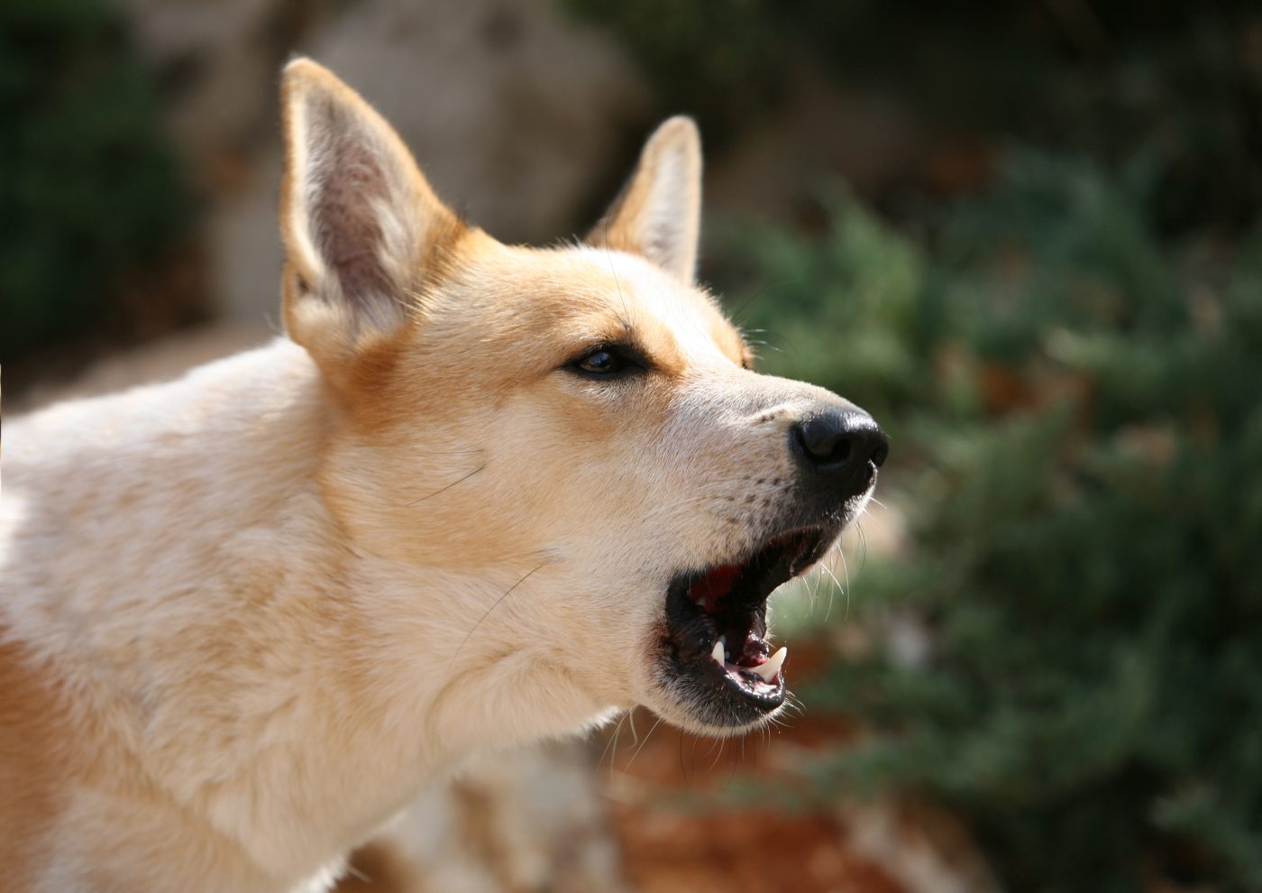 De 6 meest onderschatte hondenrassen die meer erkenning verdienen