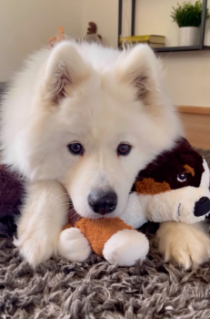 De verliefdheid van de pup op speelgoed inspireert ouders om de echte versie te adopteren