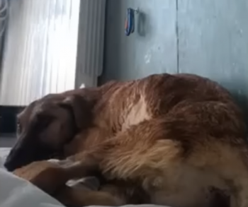 De wanhopige kreet van de uitgehongerde hond boeit zijn redder en verandert zijn leven