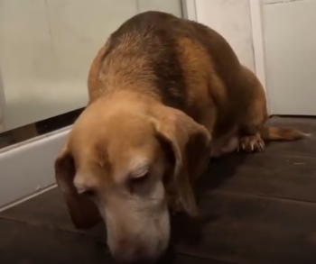 Echtpaar ontdekt verlaten senior beagle op afgelegen weg