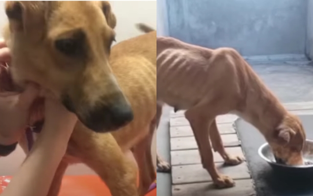 Eigenaar besluit haar hond te euthanaseren omdat 'ze geen goede waakhond was'