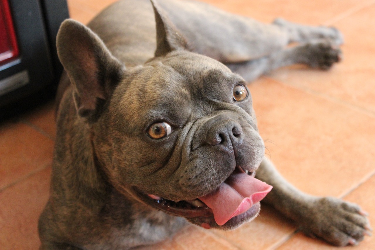Franse Bulldog-kleuren: 7 verbluffende variaties met afbeeldingen