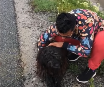 Gestrande hond wacht dagen in 'zinderende' kou op redding op snelweg