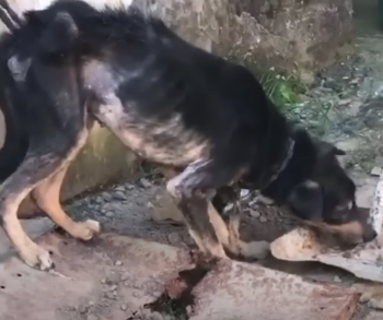 Hond 7 jaar lang vastgebonden en verstikt door ketting tilt eindelijk het hoofd op in hoop