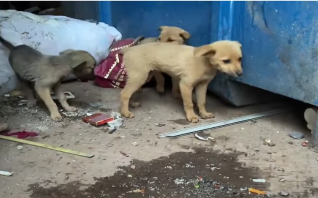 In de steek gelaten en alleen, vier puppy's huilend gevonden op een vuilnisbelt