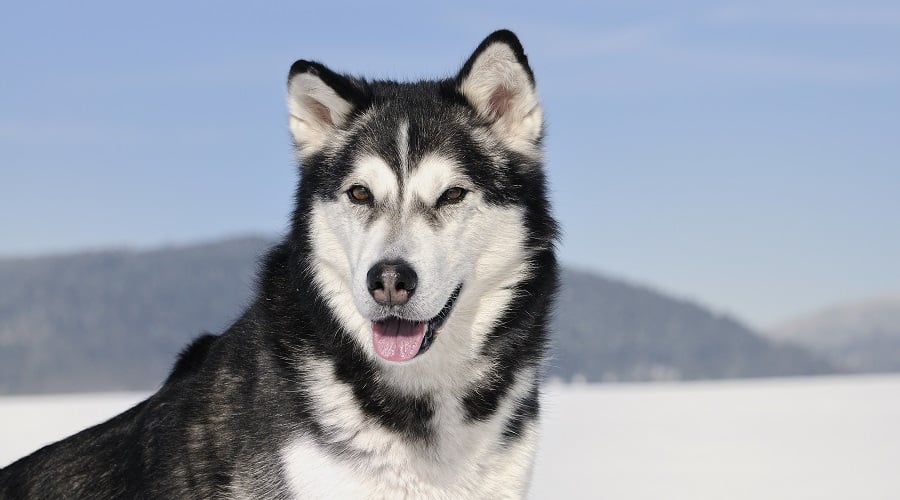 Alaskan Malamute volwassen hond met sneeuw en bergen op de achtergrond.