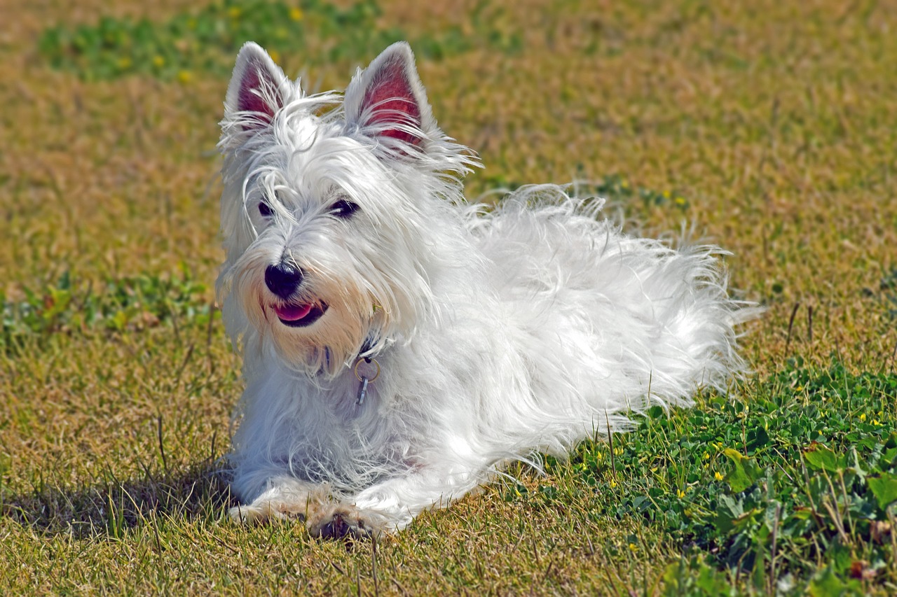 Kosten van een West Highland White Terriers-puppy per Amerikaanse regio [2024]