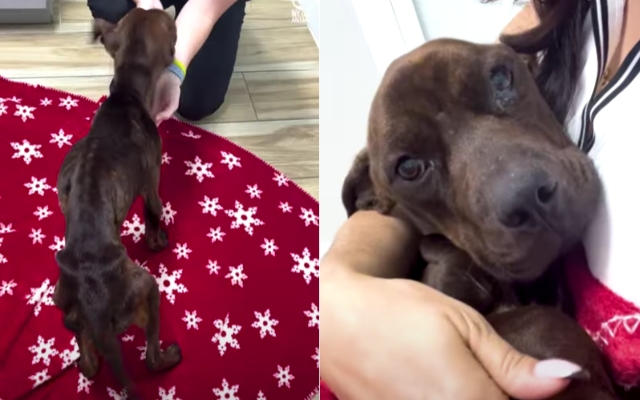 Pup met 'droevige ogen' werd eindelijk gered van zijn harteloze baasje