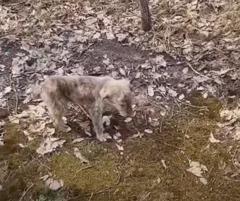 Verdwaalde puppy at bladeren om te overleven in het bos totdat hij een 'engel' ziet naderen