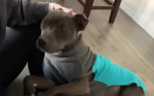 Vrouw adopteert ondervoede pitbull die niemand wilde
