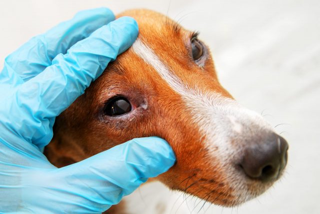 Hond met roze oog conjunctivitis examen