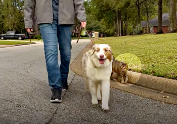 Zwerfkat bleef hond vergezellen tijdens wandelingen, hond stond erop dat hij 'van haar' was